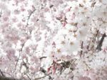 満開に咲く桜
