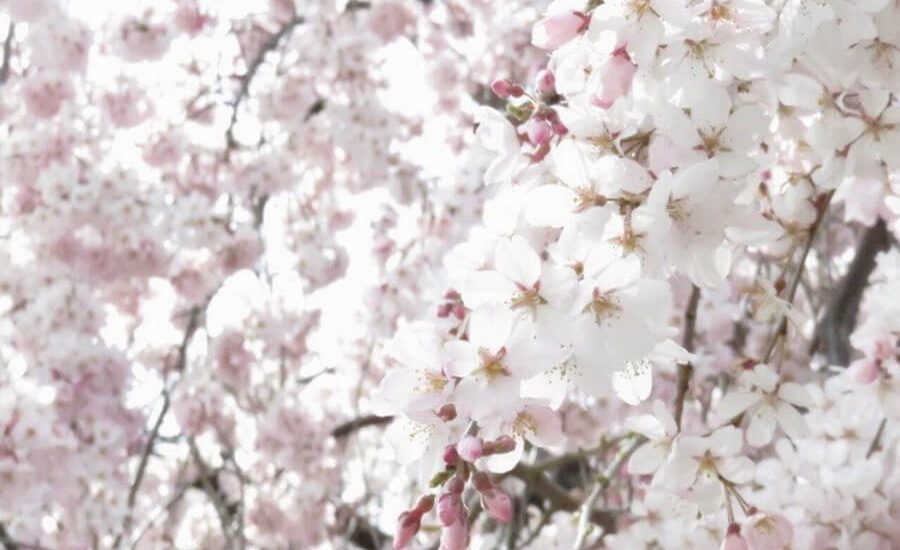 満開に咲く桜