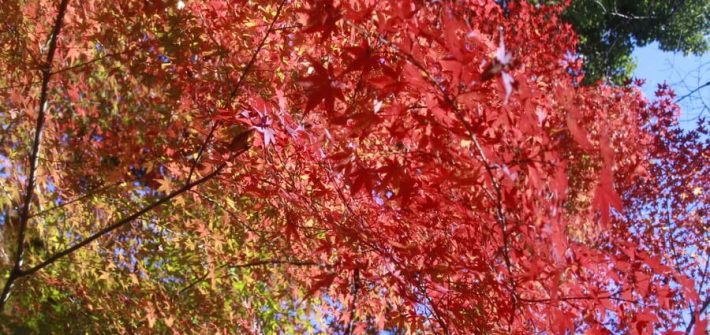 赤と黄色のコントラストがキレイな紅葉